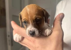 Dánsko Švédský farmářský pes