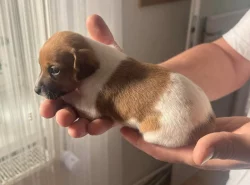 Dánsko Švédský farmářský pes