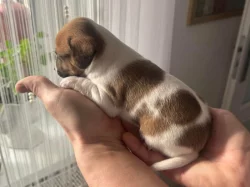 Dánsko Švédský farmářský pes