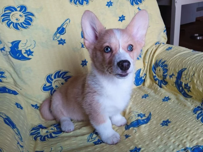 Welsh Corgi