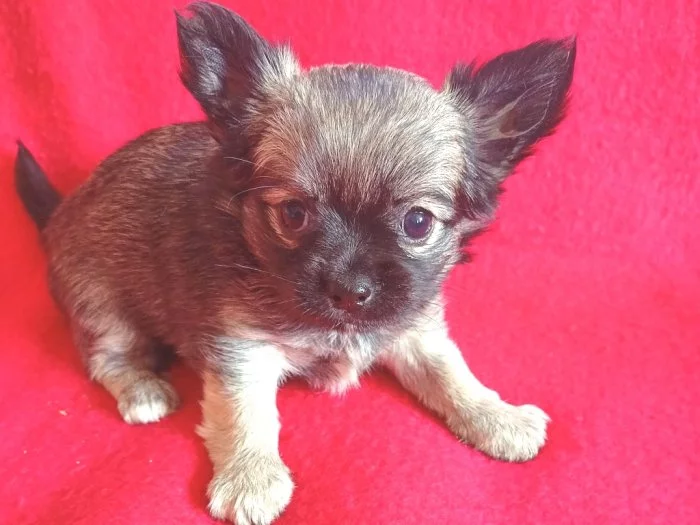 čivava dlouhosrstá s PP fenka