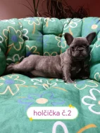 Francouzský buldoček modrý bez pp