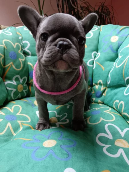 Francouzský buldoček modrý bez pp