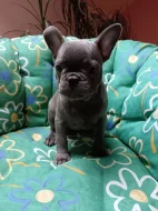 Francouzský buldoček modrý bez pp