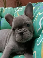 Francouzský buldoček modrý bez pp