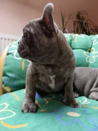 Francouzský buldoček modrý bez pp