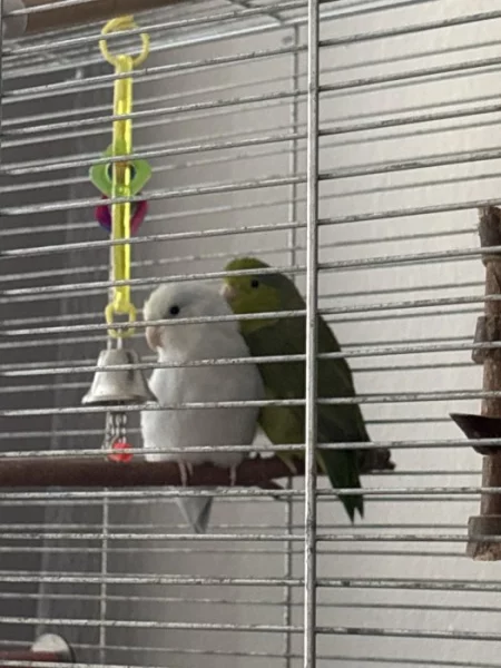 Papošíčci šedokřídlý