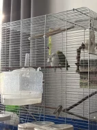 Papošíčci šedokřídlý