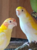 Prodám rozela zlutohlavá lutino