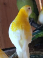 Prodám rozela zlutohlavá lutino