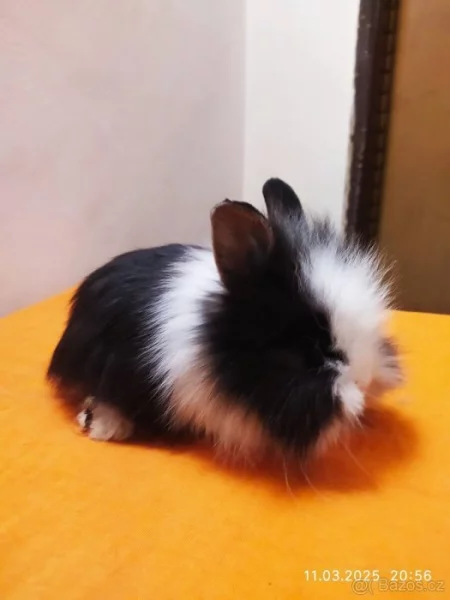 Koupím  malého zakrslého králíčka