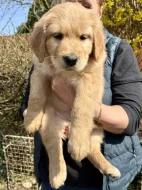 Hovawart štěňátka s PP