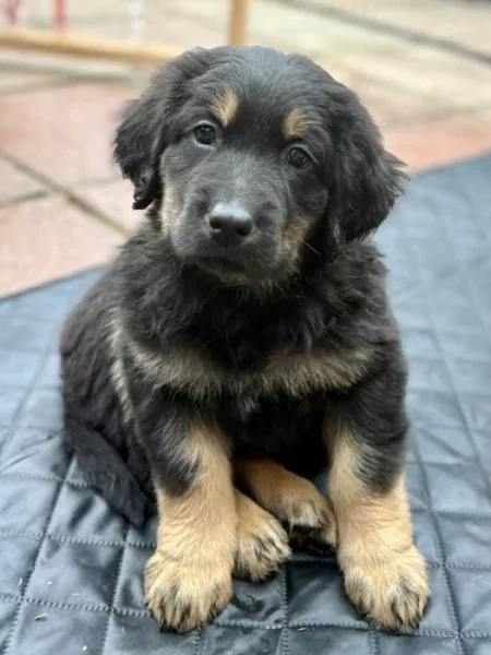 Hovawart štěňátka s PP