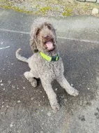 Daruji královského pudla