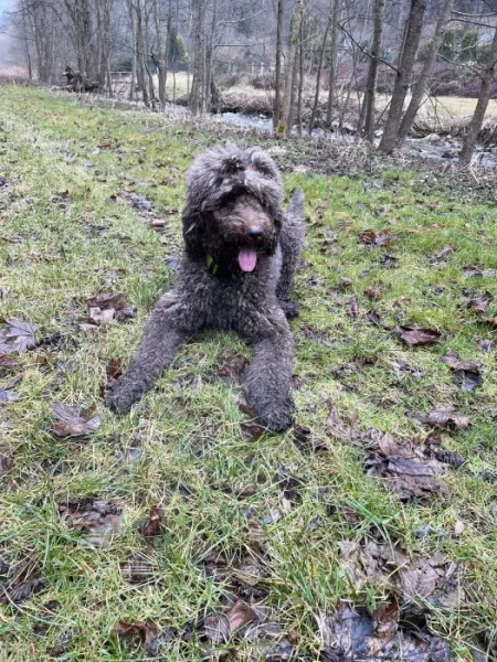 Daruji královského pudla