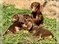 Hladkosrstý Jezevčík Štěňata