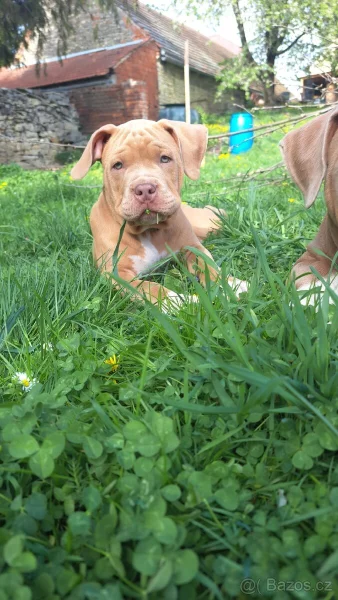 American Bully Standard