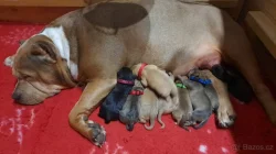 American Bully Standard