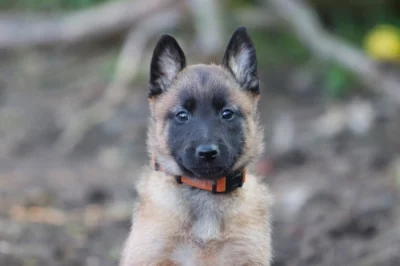 Belgický ovčák malinois