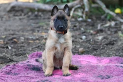 Belgický ovčák malinois