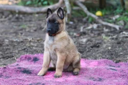 Belgický ovčák malinois