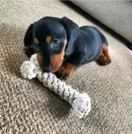 Hladkosrstý jezevčík trpasličí