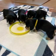 Hladkosrstý jezevčík trpasličí