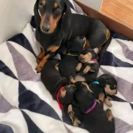 Hladkosrstý jezevčík trpasličí