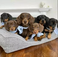 Hladkosrstý jezevčík trpasličí