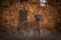 Rhodéský ridgeback - štěňátka s PP