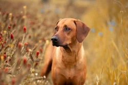 Rhodéský ridgeback - štěňátka s PP