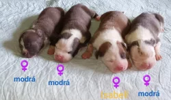 Americký stafordšírský teriér modrá št., s P.P. k rezervaci.