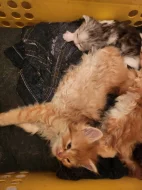 Prodám majnska koťátka ,která budou do měsíce  volná