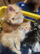 Prodám majnska koťátka ,která budou do měsíce  volná