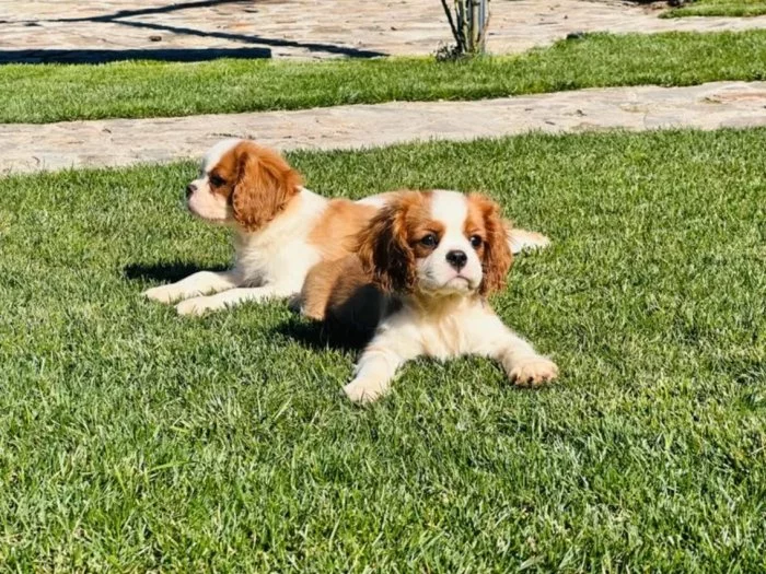 Blenheimový pejsek kavalíra