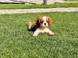 Blenheimový pejsek kavalíra