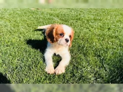 Blenheimový pejsek kavalíra