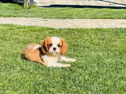 Blenheimový pejsek kavalíra