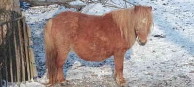 Poník schetland klisna březí