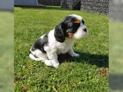 Kavalír King Charles španěl s PP