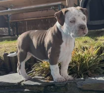 American Bully XL