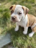 American Bully XL