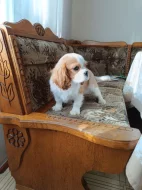 Kavalír king charles španěl