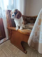 Kavalír king charles španěl