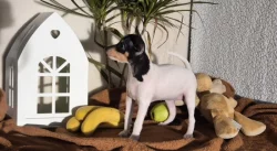 Štěňátka amerického toy foxteriéra