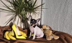 Štěňátka amerického toy foxteriéra