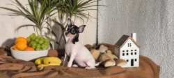Štěňátka amerického toy foxteriéra