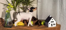 Štěňátka amerického toy foxteriéra
