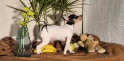 Štěňátka amerického toy foxteriéra