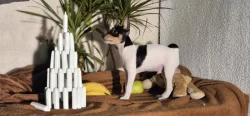Štěňátka amerického toy foxteriéra